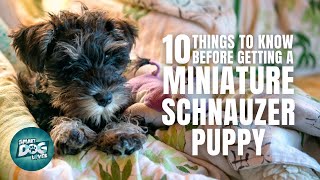 Miniature Schnauzer Puppies  Things to Know about Before Getting A Miniature Schnauzer Puppy [upl. by Nyltiac]