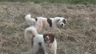 ελληνικος ποιμενικος  greek shepherd dogs [upl. by Bickart]