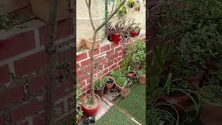 monsoon plant special care gardening gardeningtipsandtricks garden gardeningideas shorts [upl. by Gilliette509]