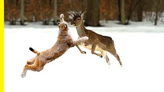 Lynx Facts The Biggest Wild Cats of the Forests  Lynx Documentary [upl. by Kohsa]