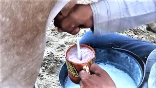 Palomas pajaretes barrosas bebida de leche bronca con alcohol tradicional de la ordeña de vacas [upl. by Ayatal]