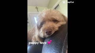 Puppy Lovere [upl. by Appel]