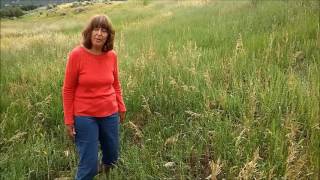 How to Identify Smooth brome – Bromus inermis  Colorado Grass [upl. by Emmerich860]