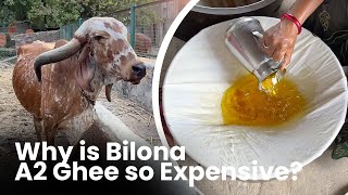 Why Bilona Ghee A2 Desi Ghee Is So Expensive [upl. by Tnahsin]