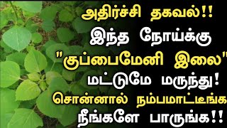 குப்பைமேனி இலை உடலில் செய்யும் அதிசயம்  Kuppaimeni Keerai Benefits in Tamil  Tamil News  Part 4 [upl. by Netsirk]