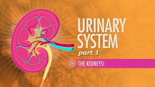 Urinary System Part 1 Crash Course Anatomy amp Physiology 38 [upl. by Eric]