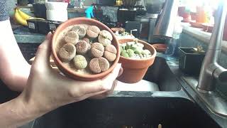 Lithops and Conophytum Care And Watering [upl. by Squier55]