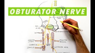 Obturator Nerve  Anatomy Tutorial [upl. by Absa997]