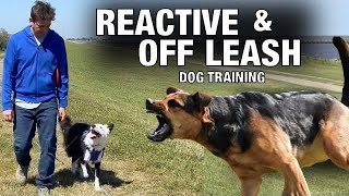 Off Leash Training and How To Handle Reactive Behavior [upl. by Anavoj]