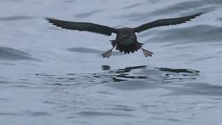 Pelagic birding in Andalusia 27th July 2024 [upl. by Joris848]