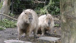 Capybaras In the Forest [upl. by Anu]