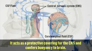 Cerebro Spinal Fluid  Functions amp Chemical Coordination [upl. by Aisitel83]