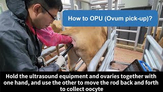 How to OPUOvum pickup [upl. by Oiratnom]