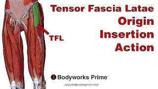 Tensor Fasciae Latae TFL Anatomy Origin Insertion amp Action [upl. by Urbannai937]