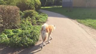 Akita Inu  Ayu HMitsuki Go 4 years old [upl. by Nitsrik]