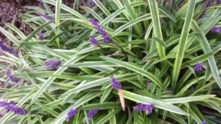 11 Reasons to Grow Liriope lowmaintenance perennial [upl. by Eveline]