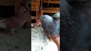 Resar🥰kabutar ka🥰bachhapigeon bird Loversnew virel short 4k story🥰🥰 [upl. by Carmelle]