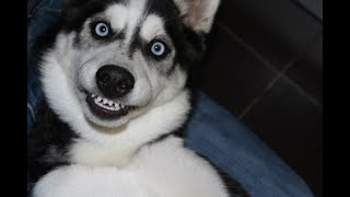 Funniest Husky Videos  Funny And Cute Dog Videos Compilation [upl. by Raleigh]