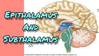 Subthalamus and Epithalamus [upl. by Season]