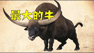 反刍之王，有史以来最大的牛：长角野牛（Bison latifrons） [upl. by Sally]