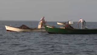 Oyster Farming quotTrue Treasures of Apalachicola Bayquot [upl. by Hodosh]