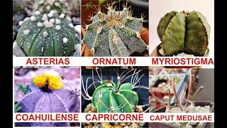 Género astrophytum capítulo 121 de cactusycrasasHC [upl. by Enirehtakyram]