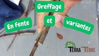 Greffe en Fente Technique et variantes [upl. by Akenet]