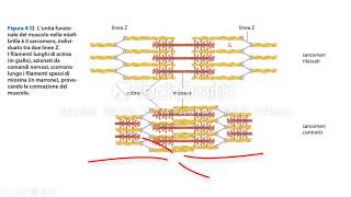 La contrazione muscolare [upl. by Chesna]
