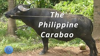 Life of the Carabao Kalabaw [upl. by Amein46]