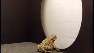 Neuroethology of Toads Part 1 of 3 English Behavioral Responses to Prey Features [upl. by Raseac]