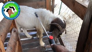 External parasites in goats  How to manage [upl. by Risteau]