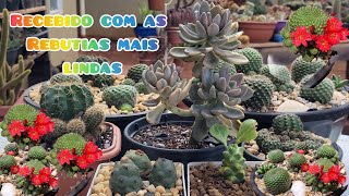 recebidos NOVA PARCERIA COM UM RECEBIDO MARAVILHOSO AS REBUTIAS MAIS LINDAS plantas cactus [upl. by Eldred833]