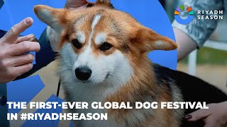 The Global Dog Festival  مهرجان الكلاب العالمي [upl. by Eniaral441]