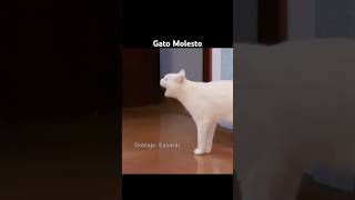 GATO MOLESTO [upl. by Anirrak]