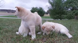 Martha Hershbergers Shiba Inu Puppies [upl. by Nylave]