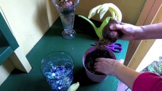 Easy Ways To Plant Amaryllis Indoors [upl. by Fernandina]