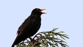 Song and calls of the Blackbird [upl. by Leryt]