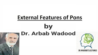 External features of pons Metencephalon Neuroanatomy  Lecture 12  by Dr Arbab Wadood [upl. by Aneetsirk948]