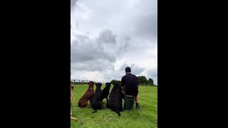 slingleygundogs Fergus moving out for a proper view labradorretriever blacklab chocol [upl. by Shaper266]