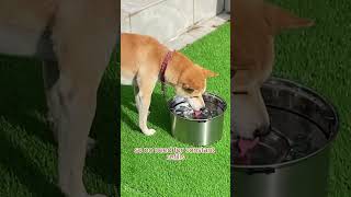 Who knew a dog’s water bowl could transform into such an incredible gadget It’s a game changer [upl. by Adnah]