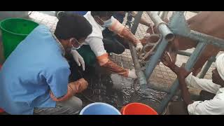 Removal of Rumen Cud by Stomach tube in cattle [upl. by Shurlocke]