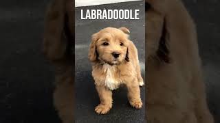 Friendly Labradoodle Dog Breeds Top Quality Breeds shorts [upl. by Nuawaj]