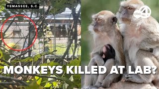 USDA investigates primate deaths at Alpha Genesis facility following earlier monkey escape [upl. by Ariew120]