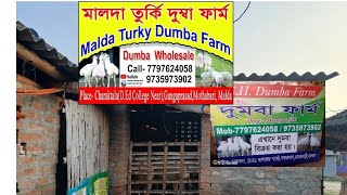 77976 24058 turki dumba farm Murshidabad turki dumba farm turki dumba sheep dumba rvideo dumbarKamar [upl. by Sabino468]