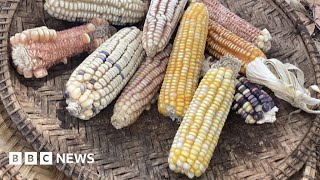 Why Kenya is turning to genetically modified crops  BBC News [upl. by Alekin]