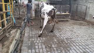 Fracture In Dairy Cattle  Dairy Farm  Ilium Bone Fracture  Lameness In Cow  Modern Dairy Farming [upl. by Hirza900]