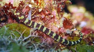 pipefish elbow [upl. by Sisxela]