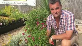 Antonys Gardening Tips  Penstemon [upl. by Symons]