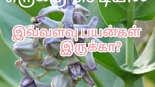 எருக்கு செடியில் இவ்வளவு பயன்கள் இருக்காAre there so many benefits of castor oil [upl. by Elohc]