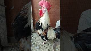 Adorable Rooster Crowing Loudly  Amazing Rooster Crowing Sounds 🐓 shorts [upl. by Nivaj]